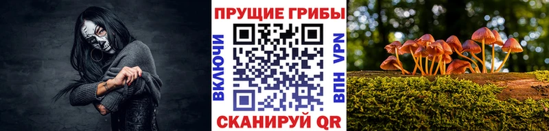 закладка  Кондрово  Галлюциногенные грибы MAGIC MUSHROOMS 